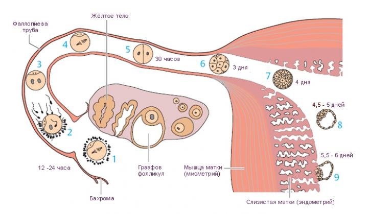 Движение эмбриона после слияния яйцеклетки со сперматозоидом